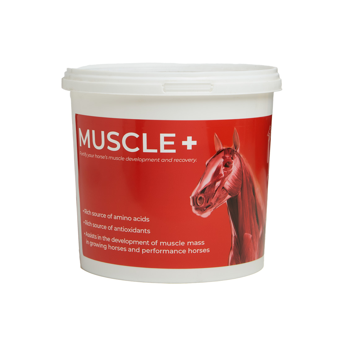 MUSCLE + 1,5 KG